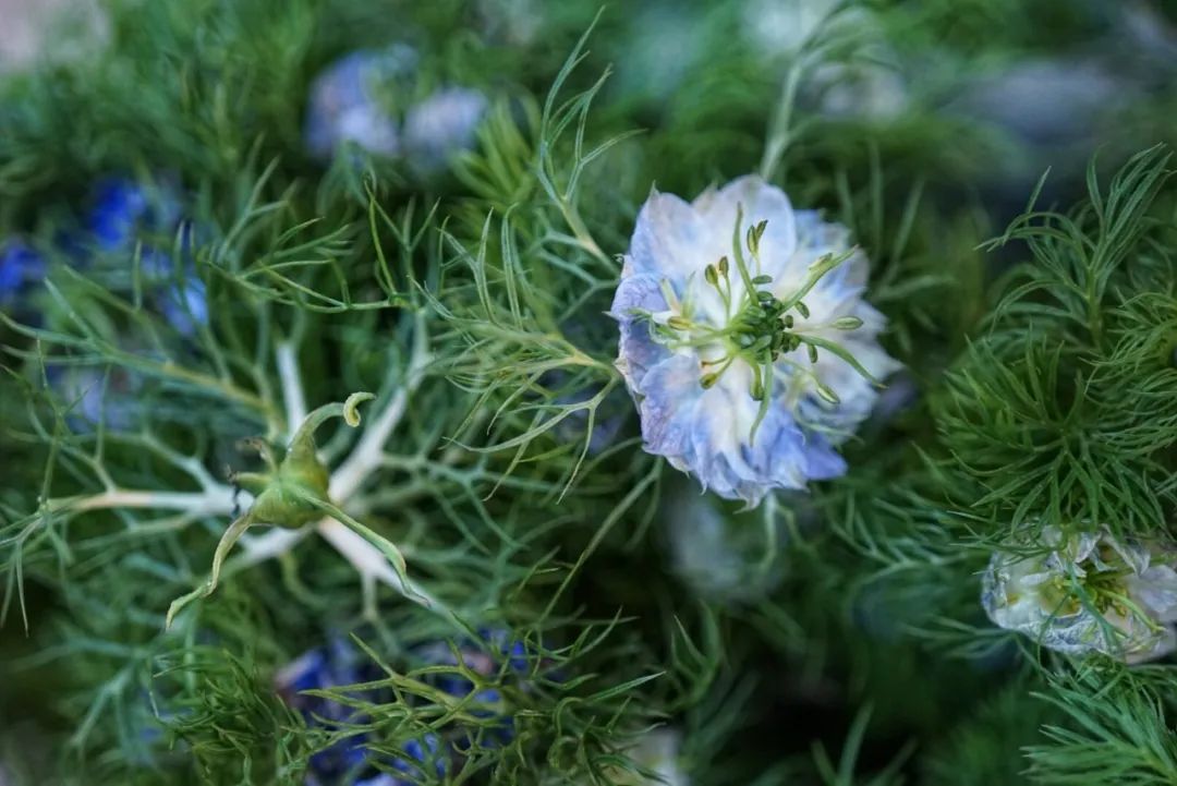 可能是中国最美菜市场 (史上最多图