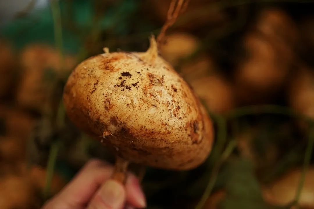 可能是中国最美菜市场 (史上最多图