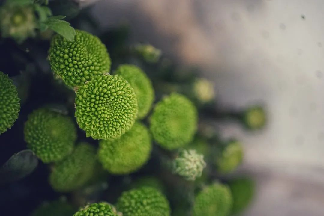 可能是中国最美菜市场 (史上最多图