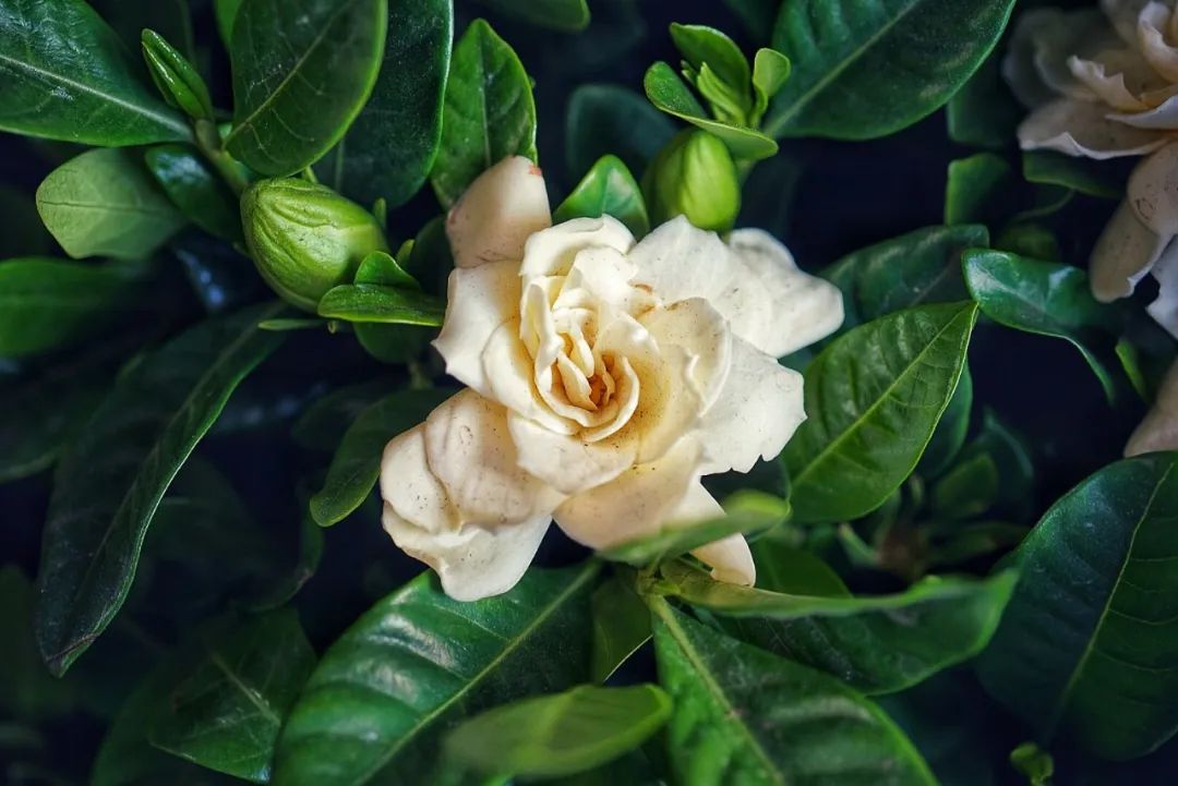 可能是中国最美菜市场 (史上最多图